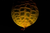 「スジメ」のサムネイル画像