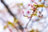 「カワヅザクラ(河津桜)」のサムネイル画像