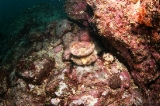 「ラッパウニ(Flower sea urchin)」のサムネイル画像