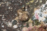 「サツマカサゴ」のサムネイル画像