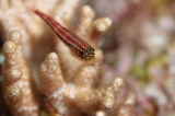 「タテジマヘビギンポ(Tropical striped triplefin)」のサムネイル画像
