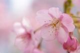 「カワヅザクラ(河津桜)」のサムネイル画像