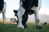 「ガン付けながら小便たれる牛さん」のサムネイル画像