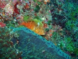 「オキゴンベ(yellow hawkfish)」のサムネイル画像