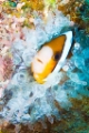 「クマノミ(Anemonefish)」のサムネイル画像