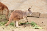 「カンガルー」のサムネイル画像