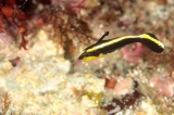 「コロダイ」のサムネイル画像