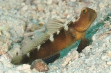 「black shrimpgoby(ブラックシュリンプゴビー)」のサムネイル画像