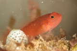 「シリウスベニハゼ(Skinspot Dwarfgoby)」のサムネイル画像