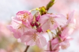 「カワヅザクラ(河津桜)」のサムネイル画像