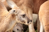 「カンガルー」のサムネイル画像