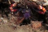 「バイオレットボクサーシュリンプ(Blue boxer shrimp)」のサムネイル画像