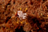 「フリソデエビ(Harlequin shrimp)」のサムネイル画像