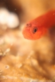 「シリウスベニハゼ(Skinspot Dwarfgoby)」のサムネイル画像