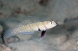 「ヤマブキハゼ(Orange-spotted shrimp Goby)」のサムネイル画像