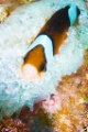 「クマノミ(Anemonefish)」のサムネイル画像