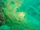 「コガネスズメダイ」のサムネイル画像