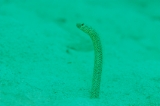 「taylor's garden eel(テイラーズガーデンイール)」のサムネイル画像