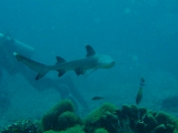 「ネムリブカ(Whitetip reef shark)」のサムネイル画像