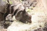 「サイ」のサムネイル画像