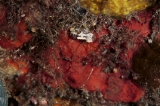 「ウミウシの仲間」のサムネイル画像