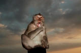 「サル」のサムネイル画像