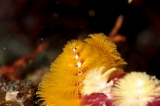 「イバラカンザシ(Christmas tree worm)」のサムネイル画像