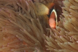 「ダスキー アネモネフィッシュ(レッドアンドブラックアネモネフィッシュ,Red and black anemonefish,dusky anemonefish)」のサムネイル画像