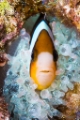 「クマノミ(Anemonefish)」のサムネイル画像