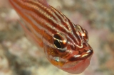 「キンセンイシモチ(Southern orange-lined cardinal fish)」のサムネイル画像