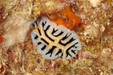 「ユキヤマウミウシ」のサムネイル画像