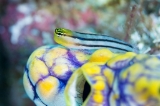 「Bath's coralblenny」のサムネイル画像