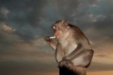 「サル」のサムネイル画像