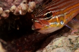 「キンセンイシモチ(Southern orange-lined cardinal fish)」のサムネイル画像