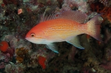 「ルソンハナダイ(Luzon anthias)」のサムネイル画像