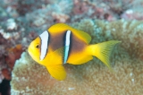 「オレンジフィン アネモネフィッシュ(orange-fin anemonefish)」のサムネイル画像