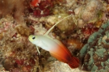 「ハタタテハゼ(Red fire Goby)」のサムネイル画像