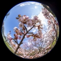 「チシマザクラ(千島桜)」のサムネイル画像