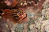 「キンセンイシモチ(Southern orange-lined cardinal fish)」のサムネイル画像