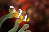 「クマノミ(Anemonefish)」のサムネイル画像