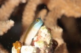 「yellow-eyed combtooth blenny」のサムネイル画像