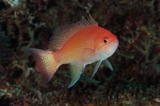 「ルソンハナダイ(Luzon anthias)」のサムネイル画像