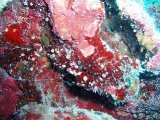 「オトヒメエビ(Banded boxer shrimp)」のサムネイル画像