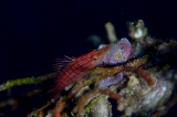 「クダゴンベ(longnose hawkfish)」のサムネイル画像