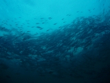 「オオカマス(Barracuda)」のサムネイル画像