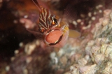 「キンセンイシモチ(Southern orange-lined cardinal fish)」のサムネイル画像