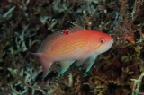 「ルソンハナダイ(Luzon anthias)」のサムネイル画像