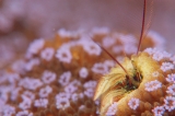 「カンザシヤドカリ(Coral Hermit Crab)」のサムネイル画像