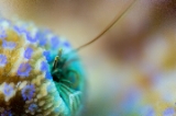 「カンザシヤドカリ(Coral Hermit Crab)」のサムネイル画像