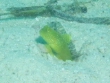 「ギンガハゼ(Banded shrimp goby)」のサムネイル画像